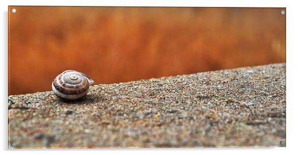  Snail Shell Acrylic by Matt Hill