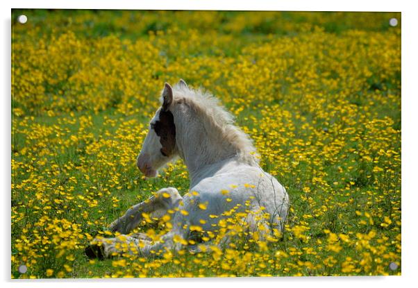  Foal in the Buttercups Acrylic by David Brotherton