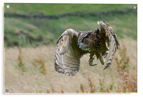  Eagle Owl Flight Acrylic by David Brotherton
