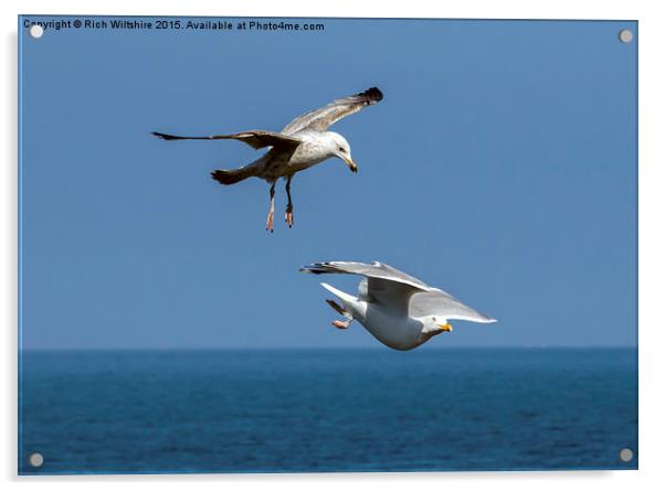 Seagull Attacking Another Seagull Acrylic by Rich Wiltshire