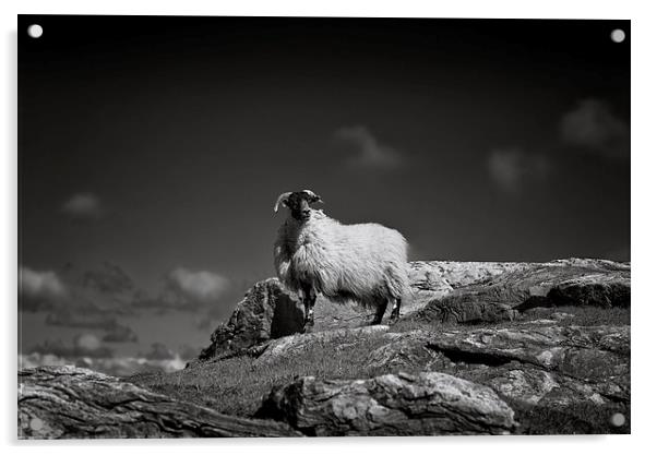  Isle of Harris sheep Acrylic by Scott Robertson