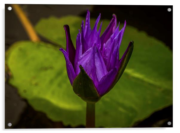  Striking Purple Water Lilly Acrylic by scott innes