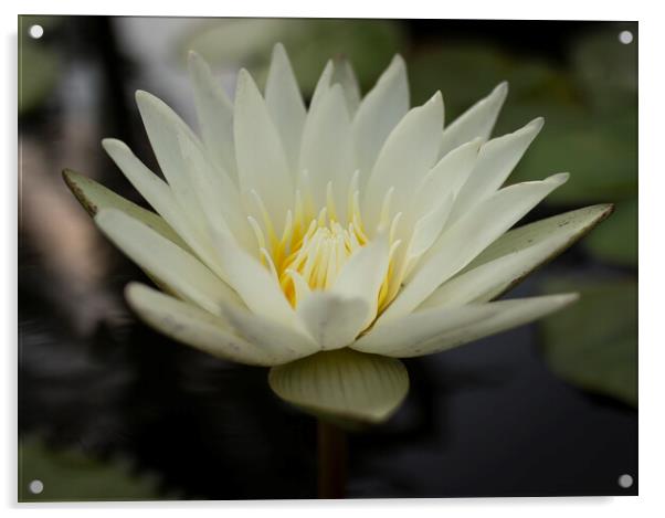 White lily  Acrylic by scott innes