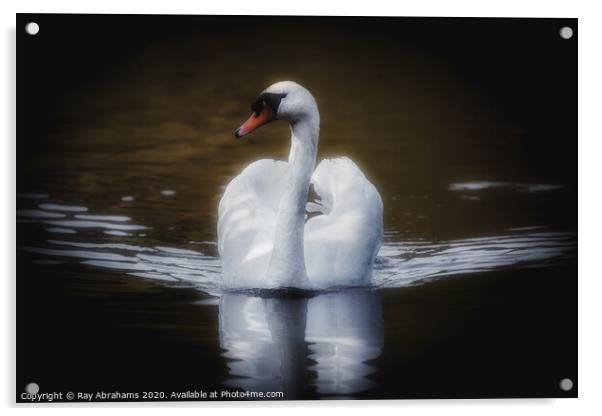 The Majestic Swan Acrylic by Ray Abrahams