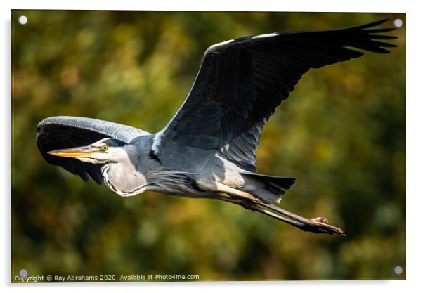 Heron In Flight Acrylic by Ray Abrahams