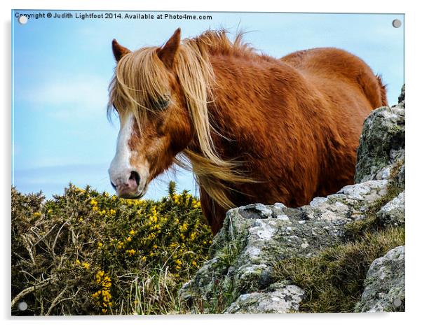 Wild Horse 2 Acrylic by Judith Lightfoot