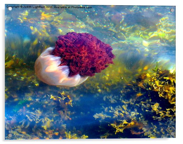  Jellyfish of the Isle of Bute Scotland Acrylic by Judith Lightfoot
