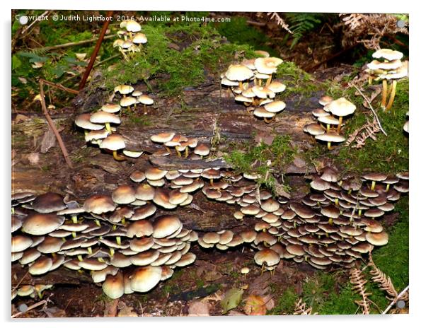 A kingdom of Fungi Acrylic by Judith Lightfoot