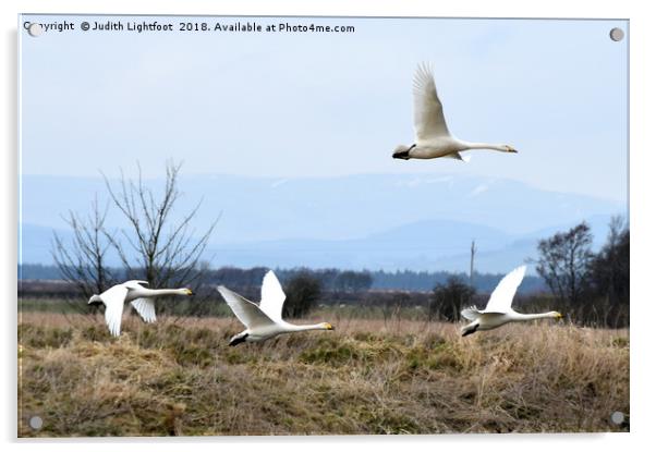 WHOOPER SWANS ARE LANDING Acrylic by Judith Lightfoot