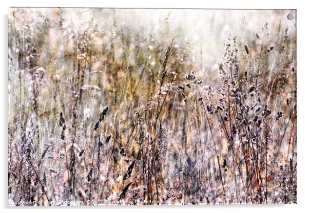 Grasses In The Afternoon Acrylic by Florin Birjoveanu