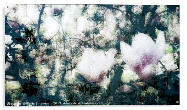 Magnolia Bearing Acrylic by Florin Birjoveanu