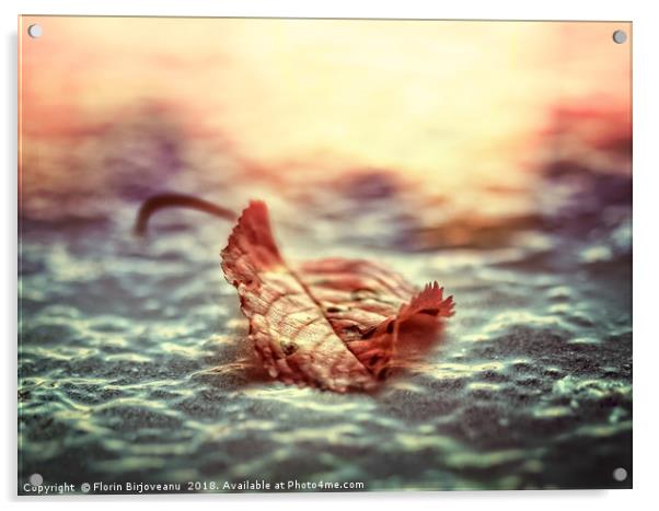 Leaf At Sundown Acrylic by Florin Birjoveanu