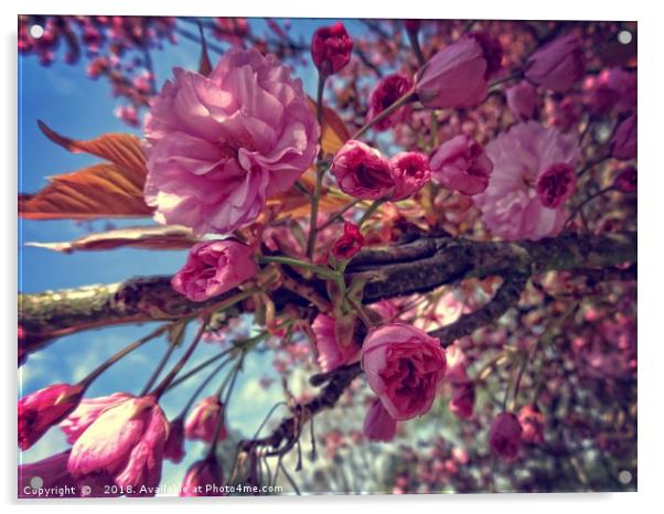Japanese Cherry Acrylic by Florin Birjoveanu