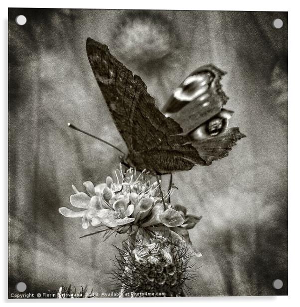 Butterfly Bw Acrylic by Florin Birjoveanu
