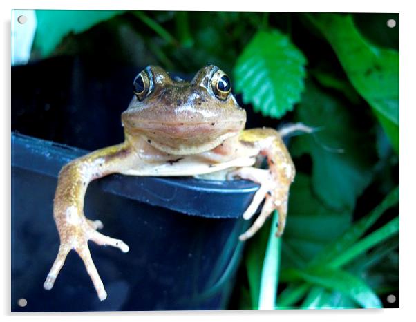  Frog Acrylic by Sarah Barratt