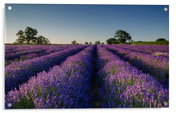  Lavender Dawn Acrylic by Richard Taylor