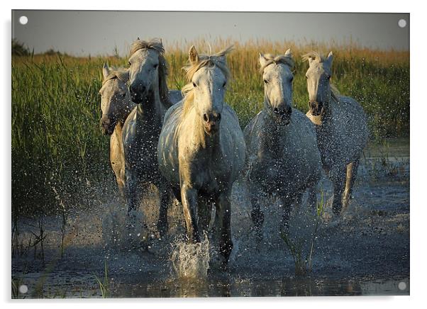  White horses running through water - camargue Acrylic by John Akar