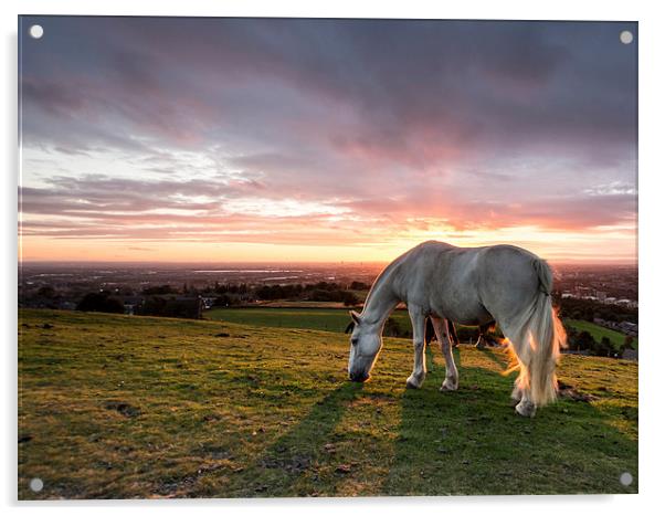  Sunset Horse Acrylic by John Cropper