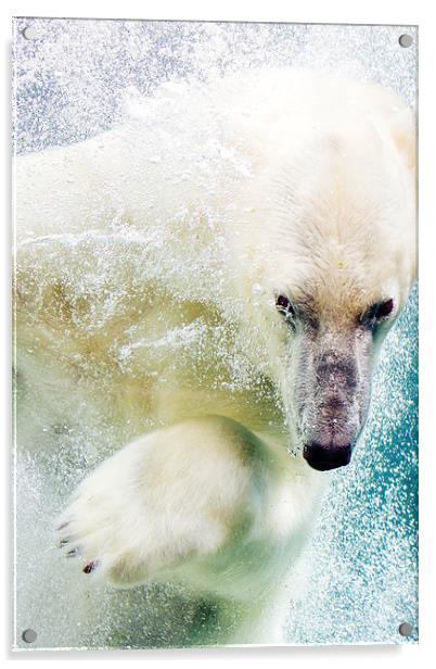  Polar Bear Acrylic by Patrycja Polechonska