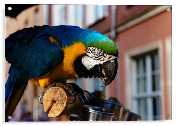 Blue Macaw Acrylic by Patrycja Polechonska