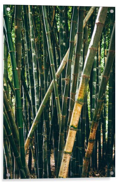 Bamboo Forest Acrylic by Patrycja Polechonska