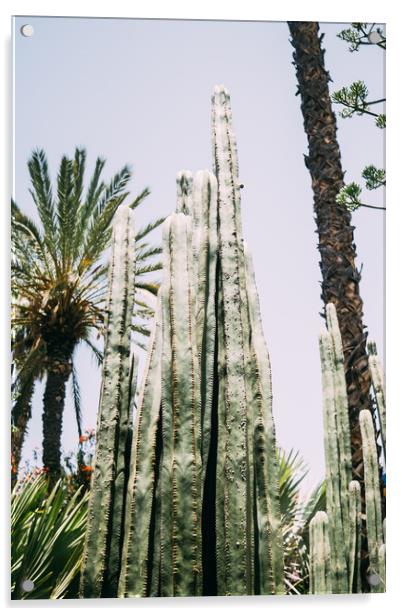 Cactus and Palm Trees Acrylic by Patrycja Polechonska