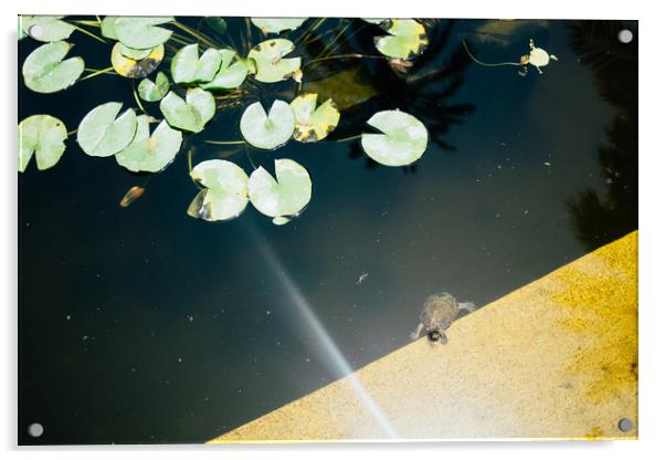 Turtle in Pond Acrylic by Patrycja Polechonska