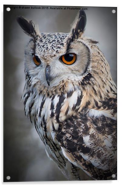  Eagle owl Acrylic by shawn bullock