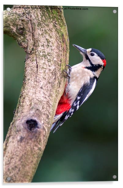  great spotted woodpecker Acrylic by shawn bullock