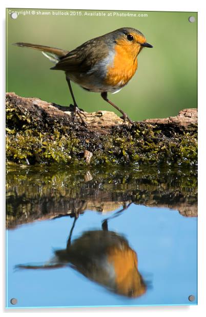  Robin Acrylic by shawn bullock