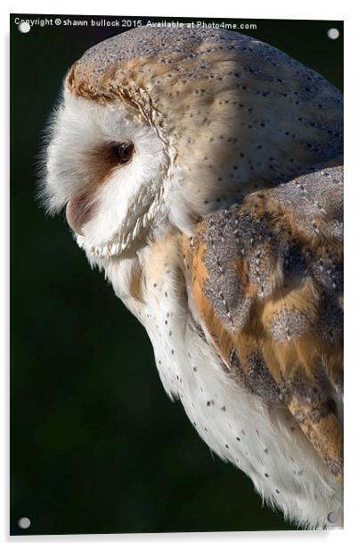   The barn owl Acrylic by shawn bullock
