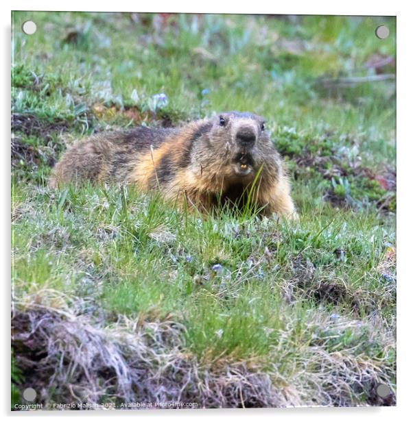 Marmot in Cervinia Wildlife Aosta Valley Italy@FabrizioMalisan Photography-6089 Acrylic by Fabrizio Malisan