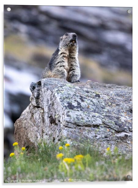 Marmot in Cervinia Wildlife Aosta Valley Italy@FabrizioMalisan Photography-6099 Acrylic by Fabrizio Malisan