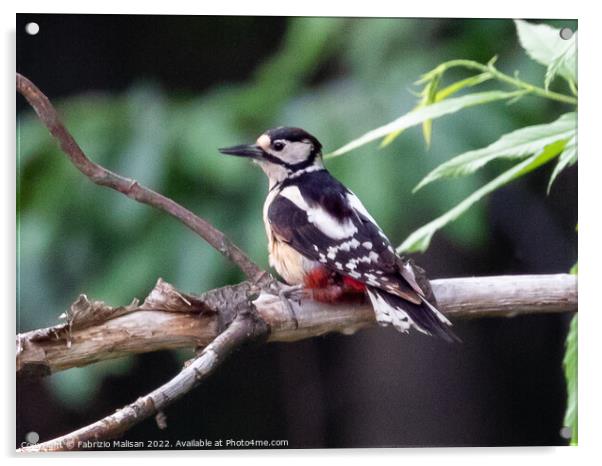 Woodpecker in the woods Acrylic by Fabrizio Malisan