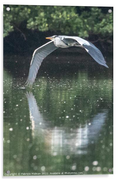 Heron in flight over a lake Acrylic by Fabrizio Malisan