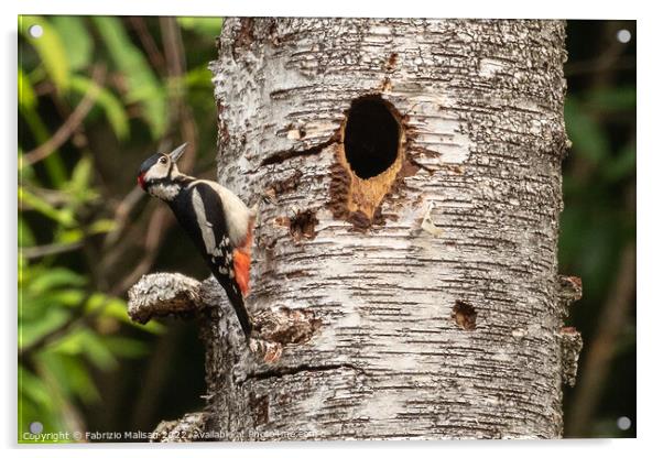 Woodpecker on a birch tree Acrylic by Fabrizio Malisan