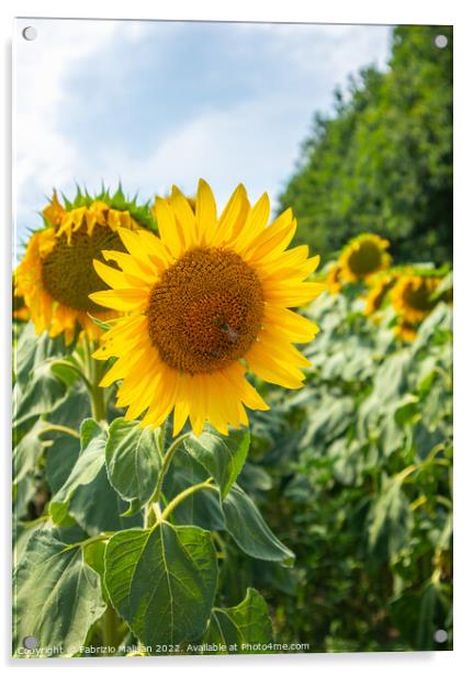 Sunflower Plant Flower Acrylic by Fabrizio Malisan