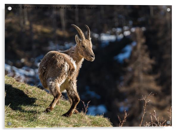 Ibex on the Mountains Acrylic by Fabrizio Malisan
