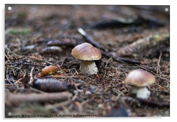 Funghi Porcini Mushrooms Acrylic by Fabrizio Malisan