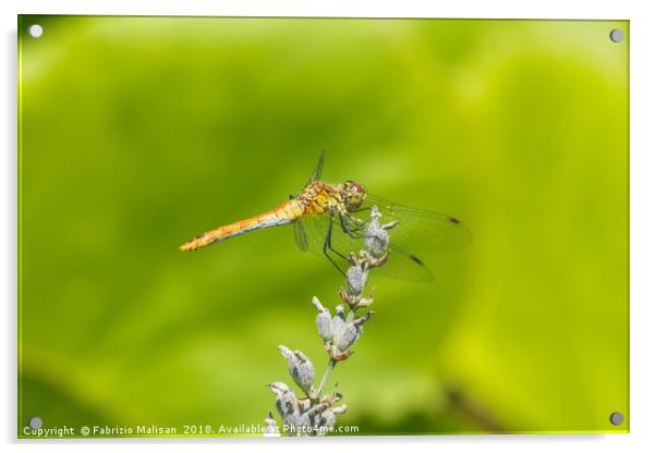 Dragonfly on Lavender Acrylic by Fabrizio Malisan