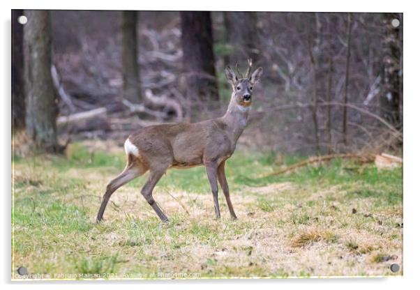 A deer standing in the grass Acrylic by Fabrizio Malisan