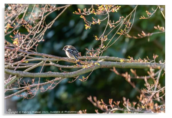 Wild Bird Sitting On A Tree Branch In The Woods Acrylic by Fabrizio Malisan