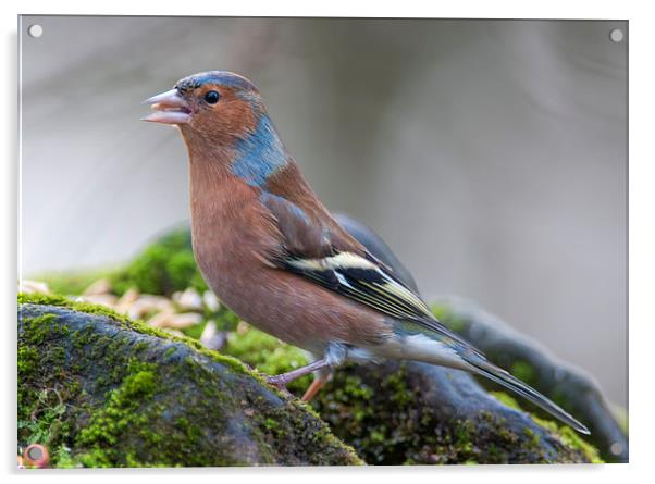  Common chaffinch Acrylic by Tanya Hall