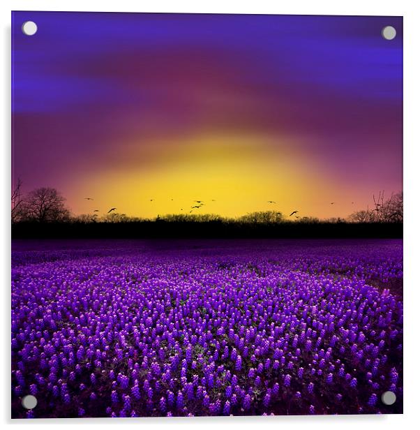 Golden Hour - Purple Floral Field and Dramatic Sky Acrylic by Tanya Hall