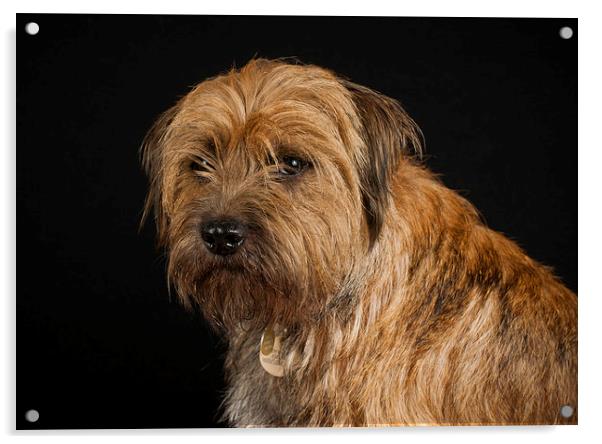 Border Terrier Acrylic by Tanya Hall
