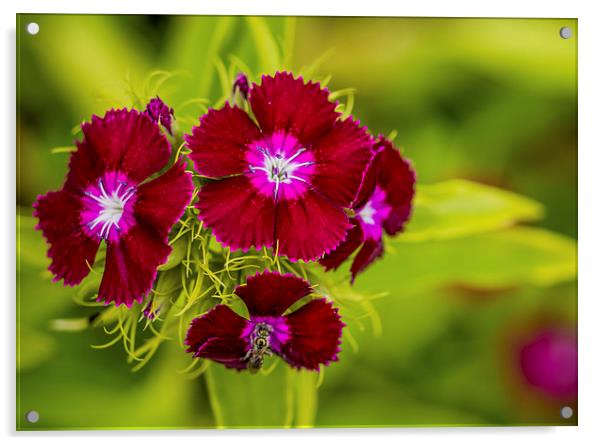 Sweet William Flowers On A Green Background Acrylic by Tanya Hall
