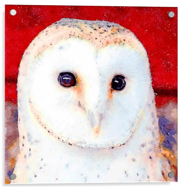 Barn Owl, Watercolour, Digital Painting Acrylic by Tanya Hall