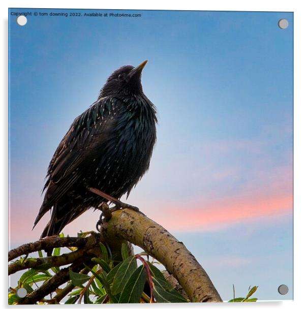 perched starling Acrylic by tom downing