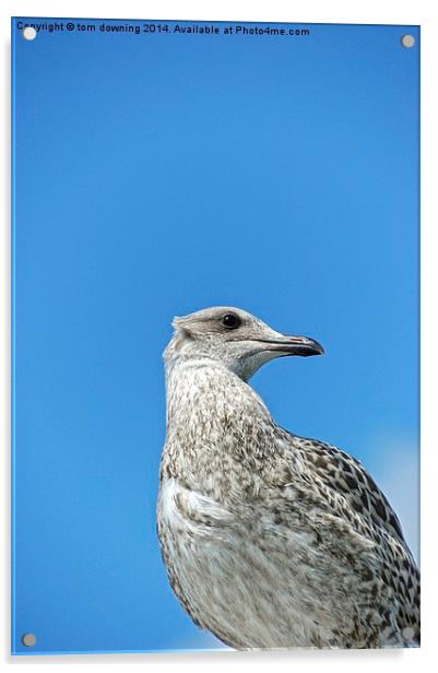  Juvenile Herring Gull Acrylic by tom downing