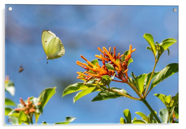 Butterfly in flight Acrylic by Bob Small
